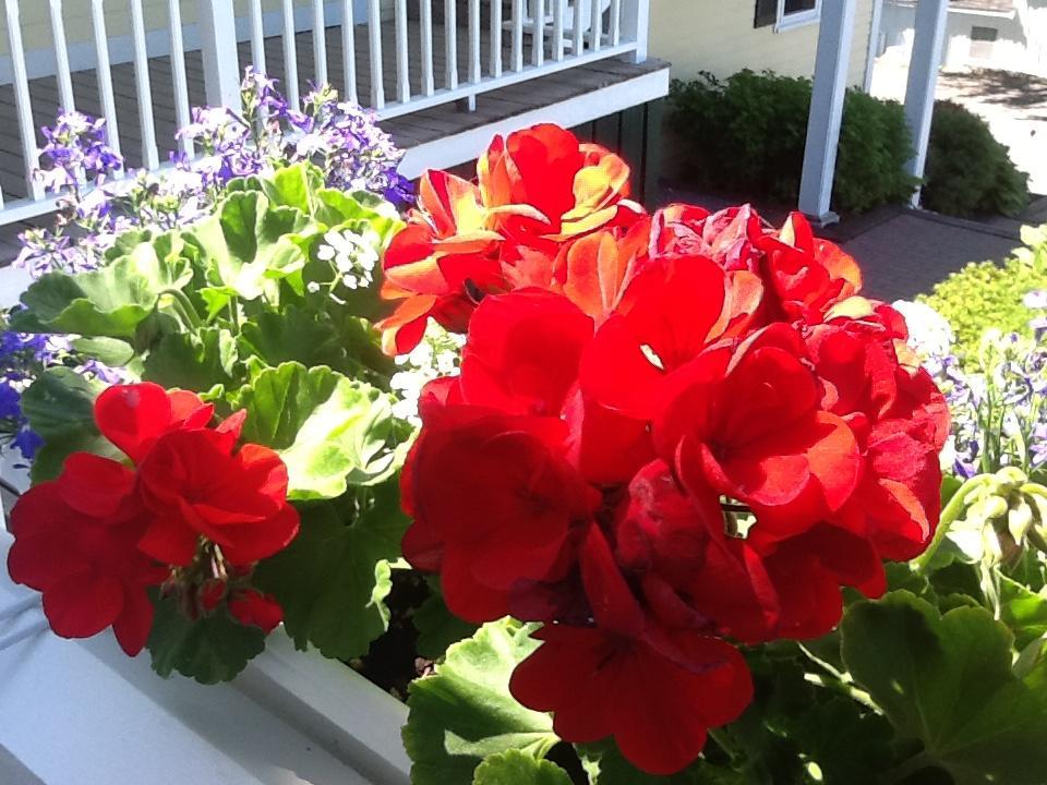 Harbor House Inn Boothbay Harbor Exteriör bild